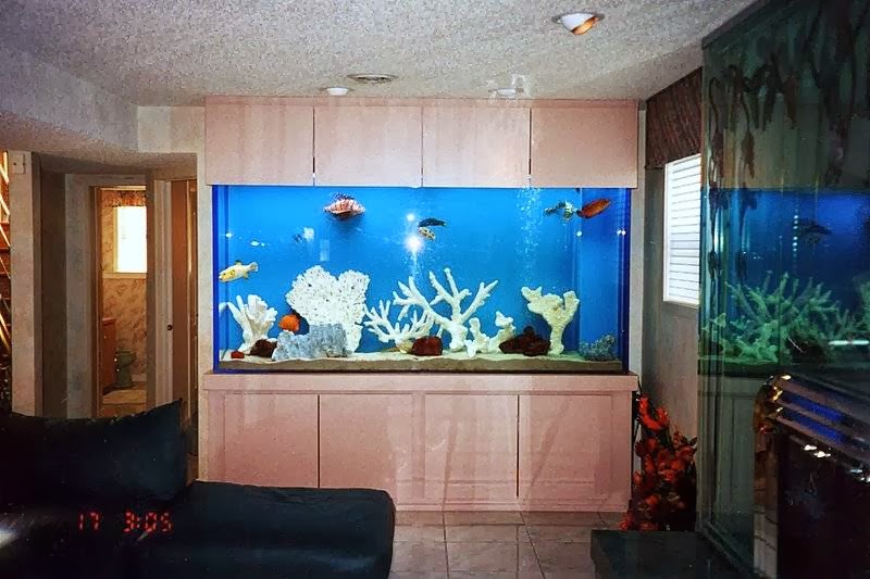 Tropical Reef Aquarium Maintenance | 209 Glenn Ave, Egg Harbor Township, NJ 08234 | Phone: (609) 457-6228