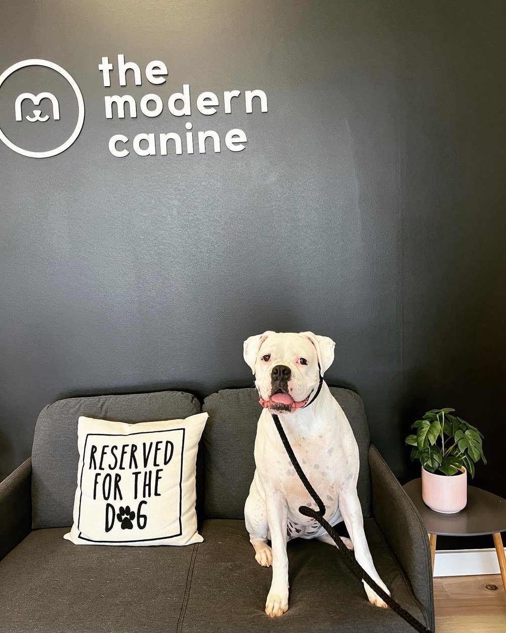 The Modern Canine - Dog Store & Grooming | 21 Belle Mead Griggstown Road Unit 104, Belle Mead, NJ 08502 | Phone: (908) 308-2006