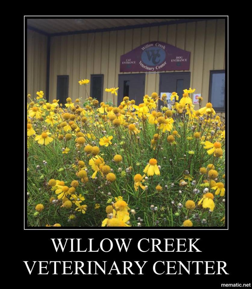 Willow Creek Veterinary Center | 5707 Leesport Ave, Reading, PA 19605 | Phone: (610) 378-0192