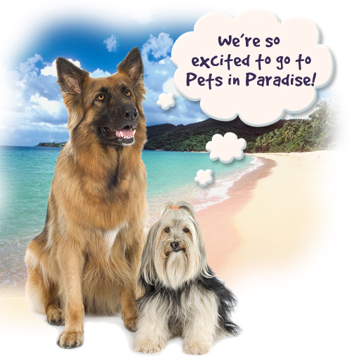 Pets in Paradise 2 | 3133 Quakerbridge Rd, Hamilton Township, NJ 08619 | Phone: (609) 249-4949
